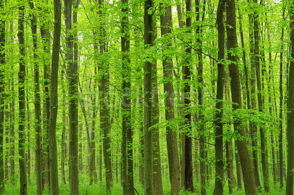 Vert forêt feuille été couleur [[stock_photo]] © Pakhnyushchyy