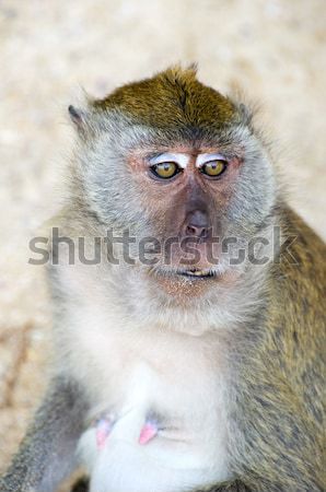 monkey  Stock photo © Pakhnyushchyy