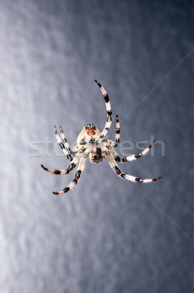 Spider серый природы фон ног цвета Сток-фото © Pakhnyushchyy