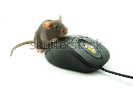 rat on computer mouse  Stock photo © Pakhnyushchyy