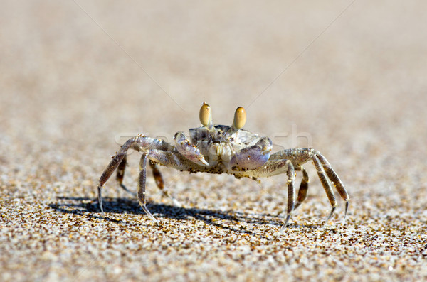 Krabbe Strandsand Strand Natur Tier Umwelt Stock foto © Pakhnyushchyy