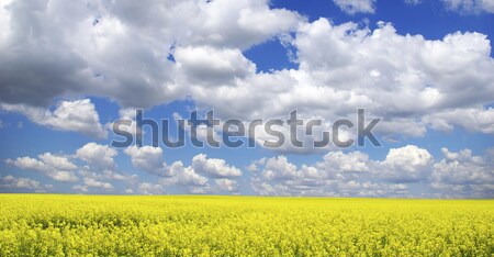 Girassol campo nublado blue sky céu flor Foto stock © Pakhnyushchyy