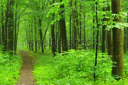 森林 パス 緑 太陽 光 影 ストックフォト © Pakhnyushchyy