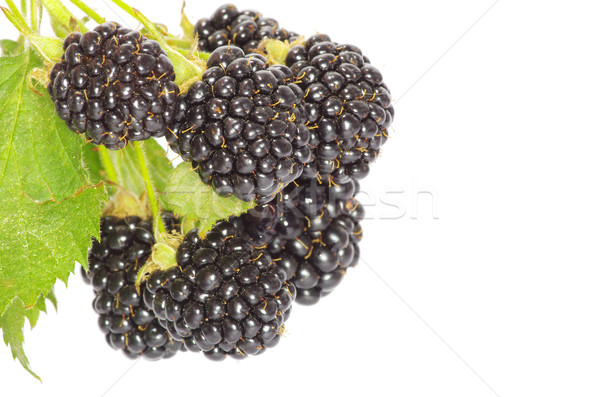 blackberry  Stock photo © Pakhnyushchyy