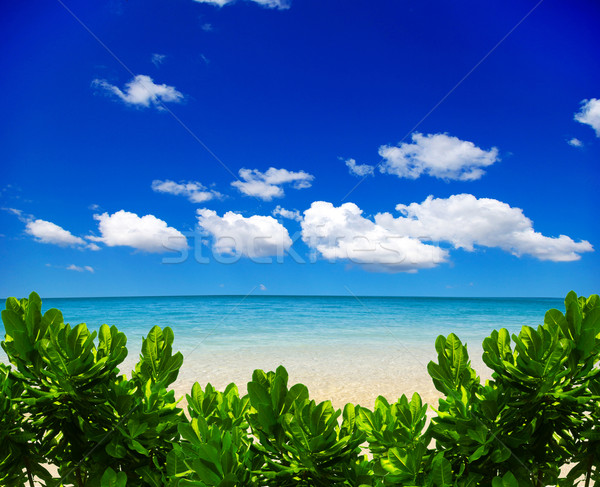 Morza piękna plaży tropikalnych wody tle Zdjęcia stock © Pakhnyushchyy