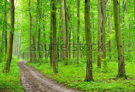  green forest Stock photo © Pakhnyushchyy