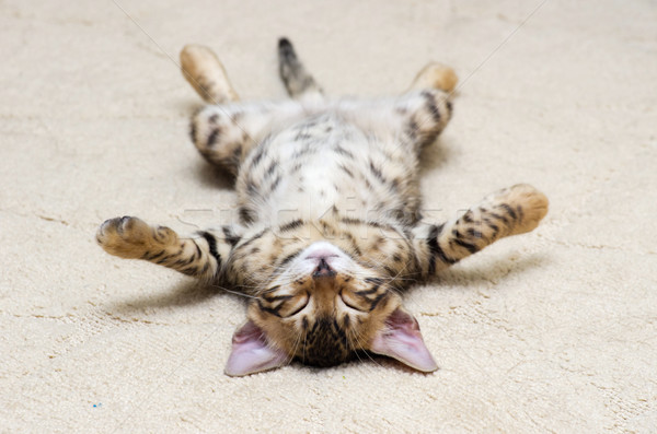  kitten sleeps  Stock photo © Pakhnyushchyy