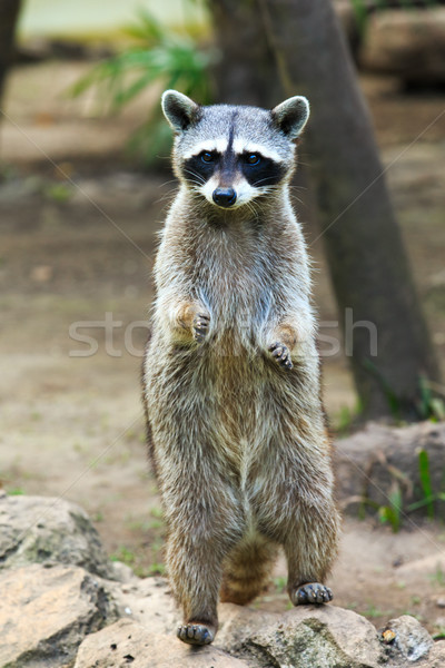 Mapache sesión árbol ojos madre Foto stock © Pakhnyushchyy