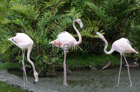  flamingos  Stock photo © Pakhnyushchyy