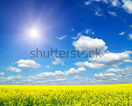 Stock photo: rape field 