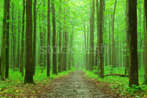  forest Stock photo © Pakhnyushchyy