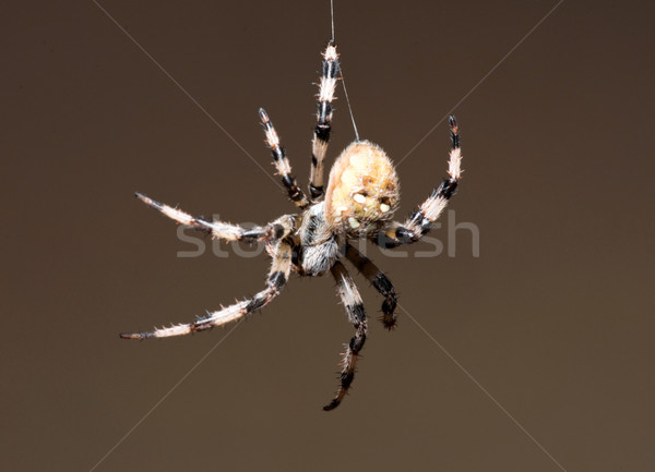 Spider Stock photo © Pakhnyushchyy