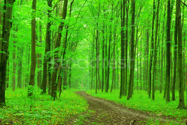  green forest Stock photo © Pakhnyushchyy
