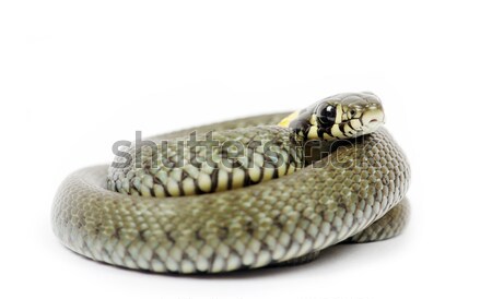 snake Stock photo © Pakhnyushchyy