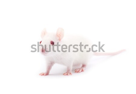 Rato branco isolado vermelho laboratório lab Foto stock © Pakhnyushchyy