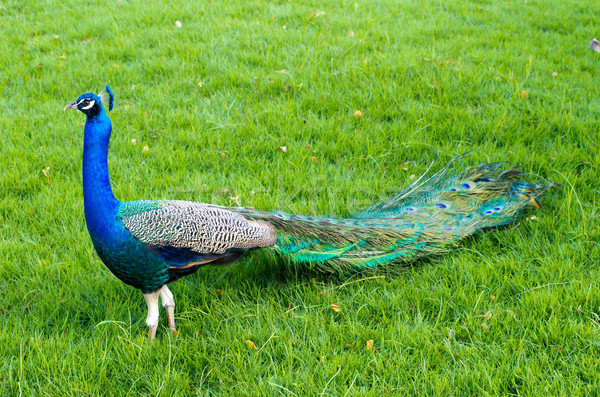 павлин зеленый фон танцы птица шаблон Сток-фото © Pakhnyushchyy