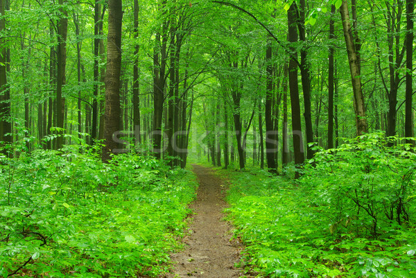  forest Stock photo © Pakhnyushchyy