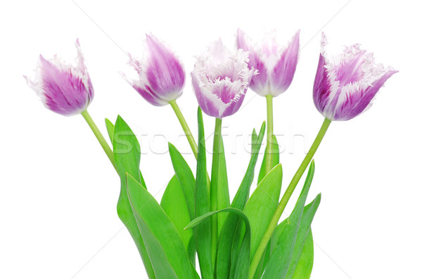  tulips  Stock photo © Pakhnyushchyy