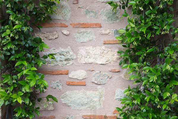  plant over brick wall Stock photo © Pakhnyushchyy