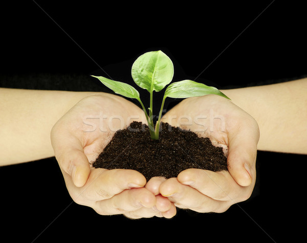 Manos planta aislado negro mano tierra Foto stock © Pakhnyushchyy