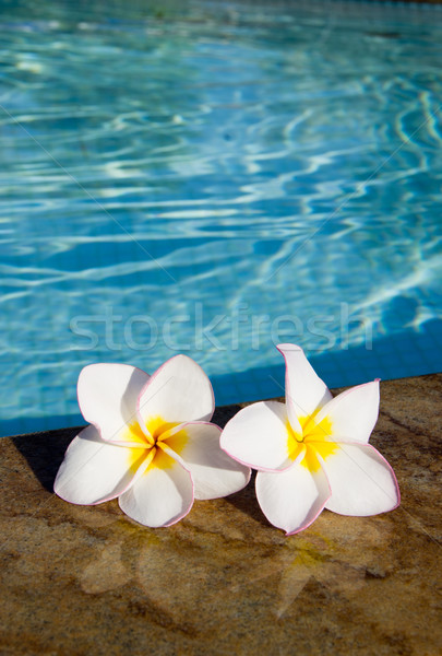 flowers Plumeria on pool Stock photo © Pakhnyushchyy