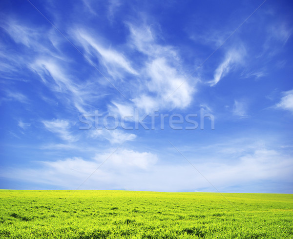 Paysage domaine ciel bleu printemps vert nuage [[stock_photo]] © Pakhnyushchyy