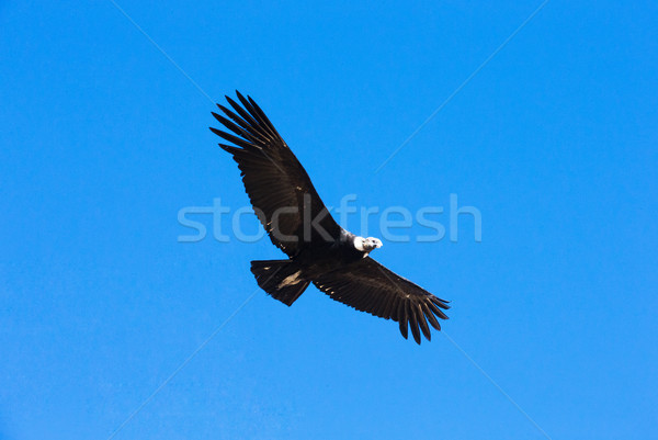 Cielo uccello nero animale ala battenti Foto d'archivio © Pakhnyushchyy