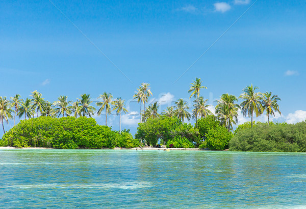 Foto stock: Mar · branco · praia · tropical · poucos · palmeiras · azul