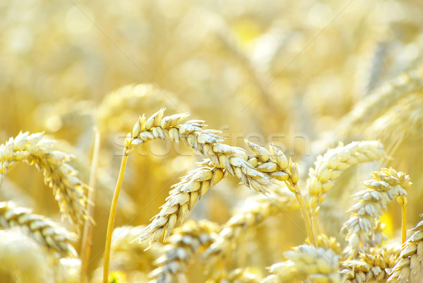 Búza gabona kész aratás növekvő farm Stock fotó © Pakhnyushchyy