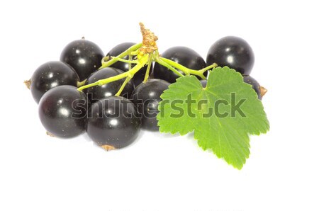 Nero ribes ramo frutti isolato bianco Foto d'archivio © Pakhnyushchyy