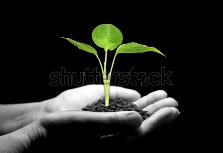 Hands holding sapling Stock photo © Pakhnyushchyy