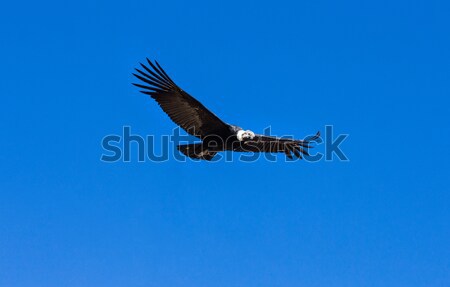 Montagna uccello blu nero bianco animale Foto d'archivio © Pakhnyushchyy