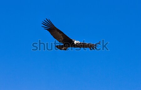 condor Stock photo © Pakhnyushchyy