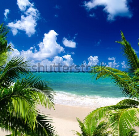 Plage tropicale palmiers bleu plage nature [[stock_photo]] © Pakhnyushchyy