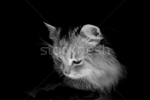  cat  Stock photo © Pakhnyushchyy