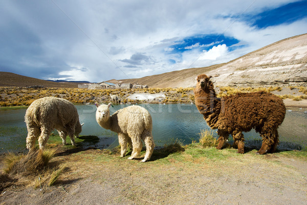 Stock photo: lamas 