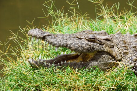 Aligator charakter niebezpieczeństwo przyrody drapieżnik Zdjęcia stock © Pakhnyushchyy