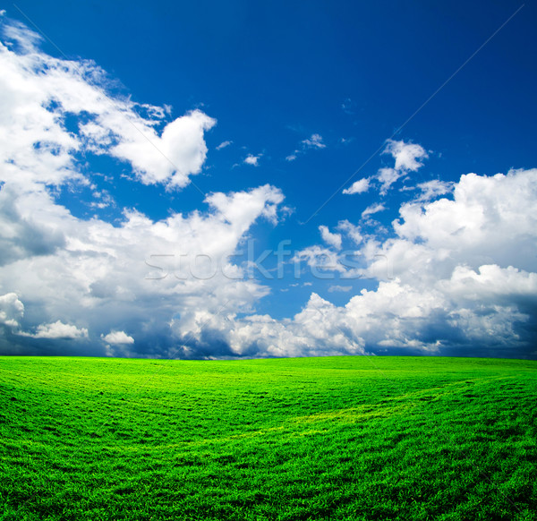 Bereich blauer Himmel Frühling Gras Natur Rasen Stock foto © Pakhnyushchyy