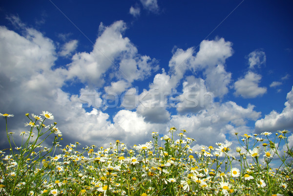 Rumianek kwiaty mętny niebo kwiat wiosną Zdjęcia stock © Pakhnyushchyy