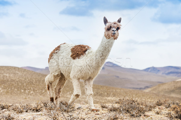 Stock photo: lamas in Andes,Mountains, Peru