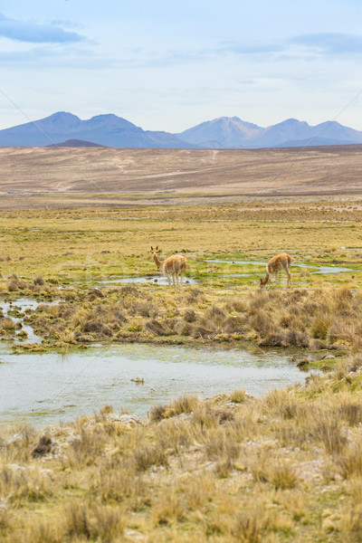 lamas in Andes,Mountains, Peru Stock photo © Pakhnyushchyy