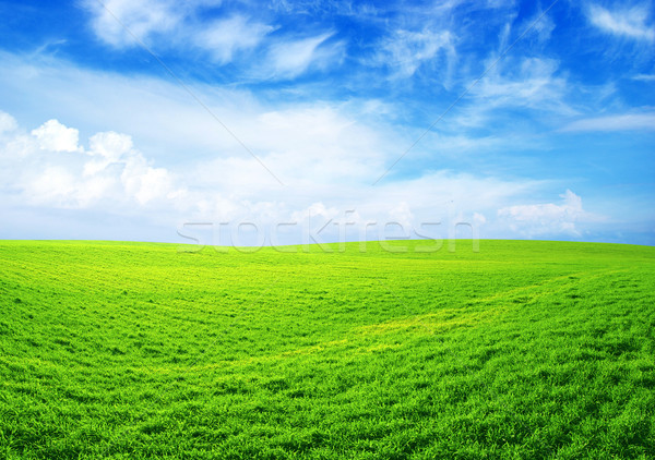 Câmp Blue Sky primăvară iarbă natură peluză Imagine de stoc © Pakhnyushchyy