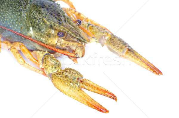 crawfish Stock photo © Pakhnyushchyy