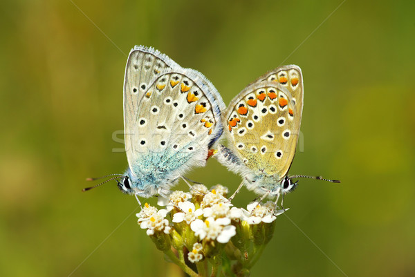 Stock photo: butterfly