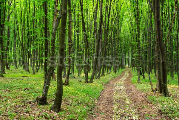  forest Stock photo © Pakhnyushchyy