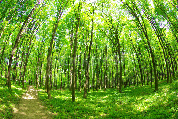  forest Stock photo © Pakhnyushchyy