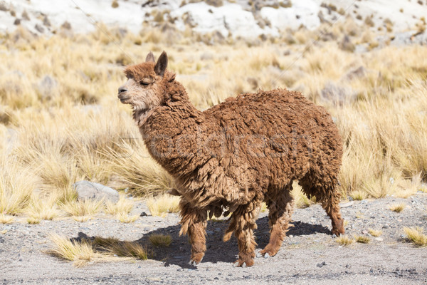 lamas in Andes,Mountains, Peru Stock photo © Pakhnyushchyy