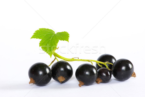 Noir groseille branche fruits isolé blanche [[stock_photo]] © Pakhnyushchyy