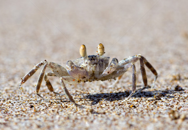 Krabbe Strandsand Strand Natur Tier Umwelt Stock foto © Pakhnyushchyy