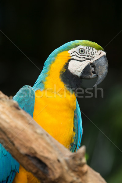 Stock photo: parrot 